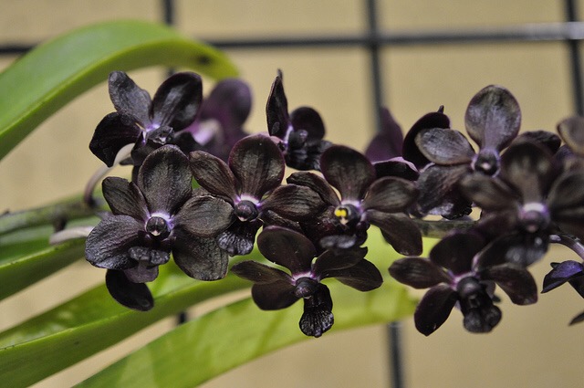 2015-02-2703.34.45.jpg Hosting at Sudaneseonline.com