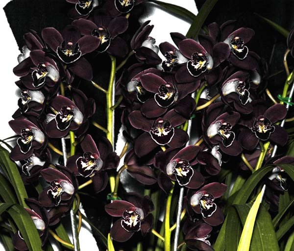 Black-Champion-Cymbidium.jpg Hosting at Sudaneseonline.com