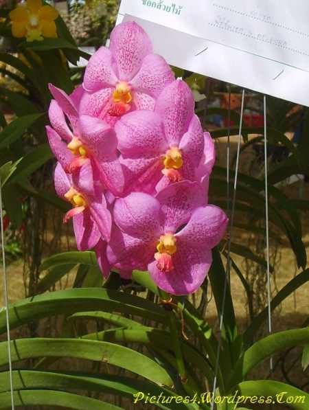 IMG-20130701-WA0029.jpg Hosting at Sudaneseonline.com