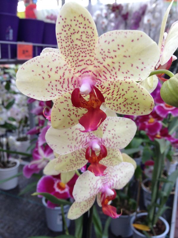 IMG-20130701-WA0065.jpg Hosting at Sudaneseonline.com