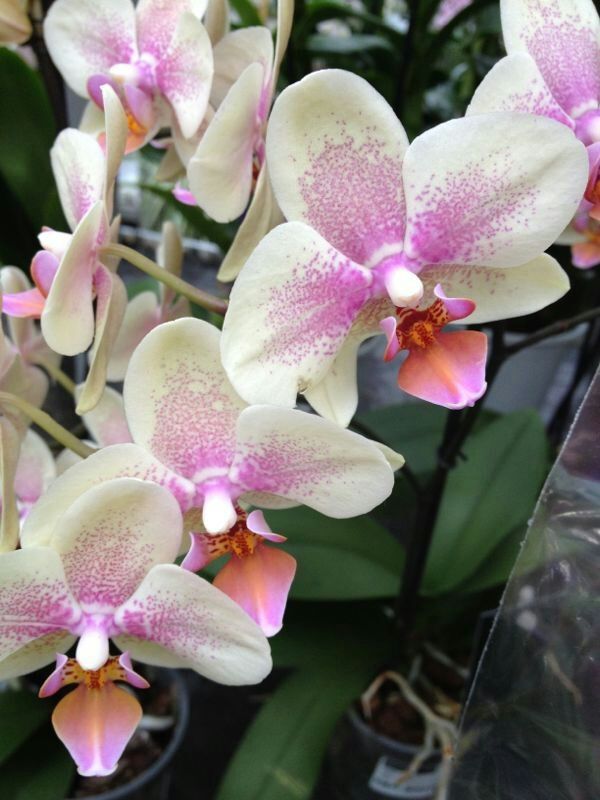 IMG-20130927-WA0041.jpg Hosting at Sudaneseonline.com