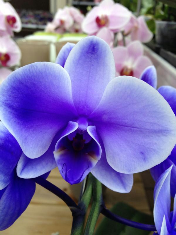 IMG-20130927-WA0043.jpg Hosting at Sudaneseonline.com