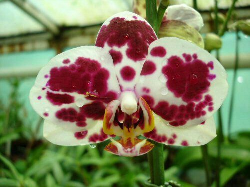 IMG-20130930-WA0016.jpg Hosting at Sudaneseonline.com