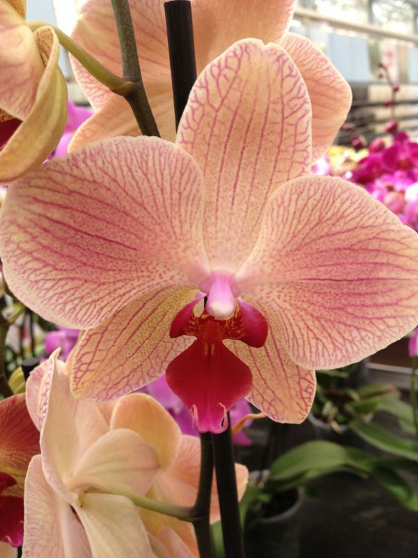 IMG-20130930-WA0034.jpg Hosting at Sudaneseonline.com