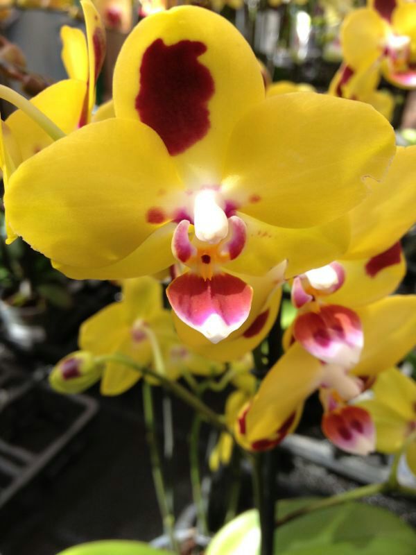 IMG-20131016-WA0051.jpg Hosting at Sudaneseonline.com