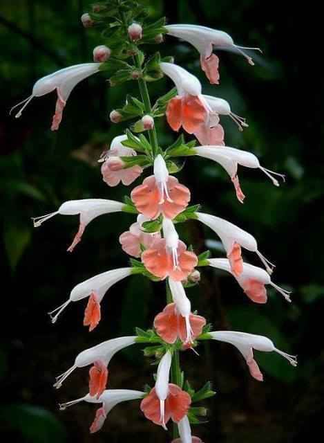 IMG-20131127-WA0020.jpg Hosting at Sudaneseonline.com