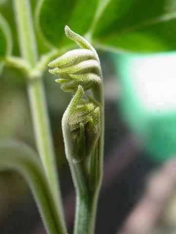 IMG-20131129-WA0012.jpg Hosting at Sudaneseonline.com