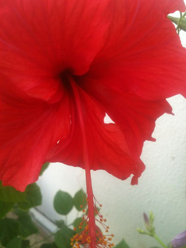 IMG-20131130-WA0017.jpg Hosting at Sudaneseonline.com