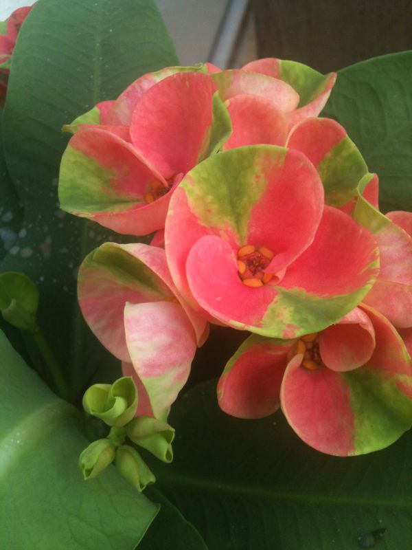 IMG-20131203-WA0009.jpg Hosting at Sudaneseonline.com