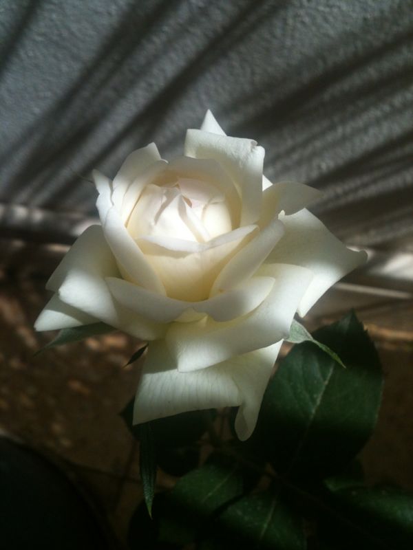 IMG-20131231-WA0020.jpg Hosting at Sudaneseonline.com