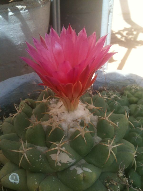 IMG-20140105-WA0029.jpg Hosting at Sudaneseonline.com