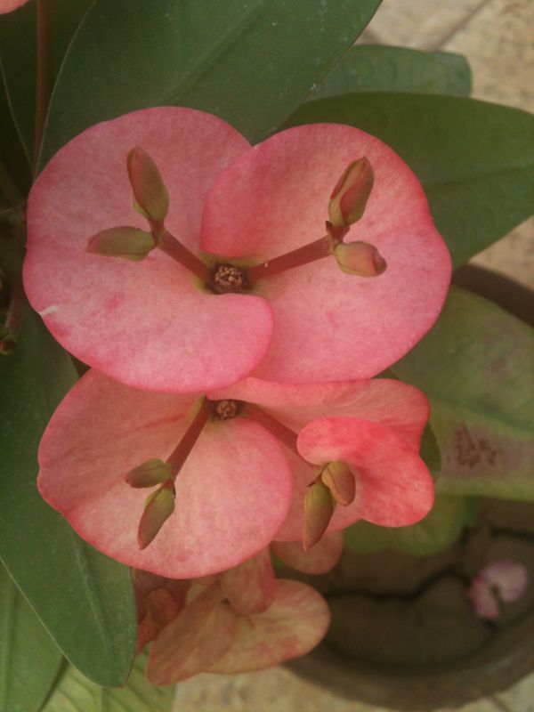 IMG-20140216-WA0019.jpg Hosting at Sudaneseonline.com