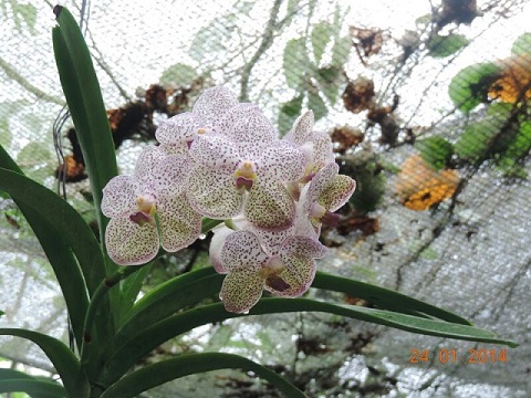 IMG-20140323-WA0009.jpg Hosting at Sudaneseonline.com