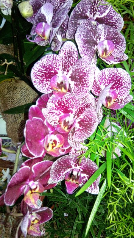 IMG-20140424-WA0051.jpg Hosting at Sudaneseonline.com