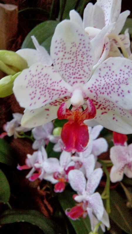 IMG-20140425-WA0029.jpg Hosting at Sudaneseonline.com