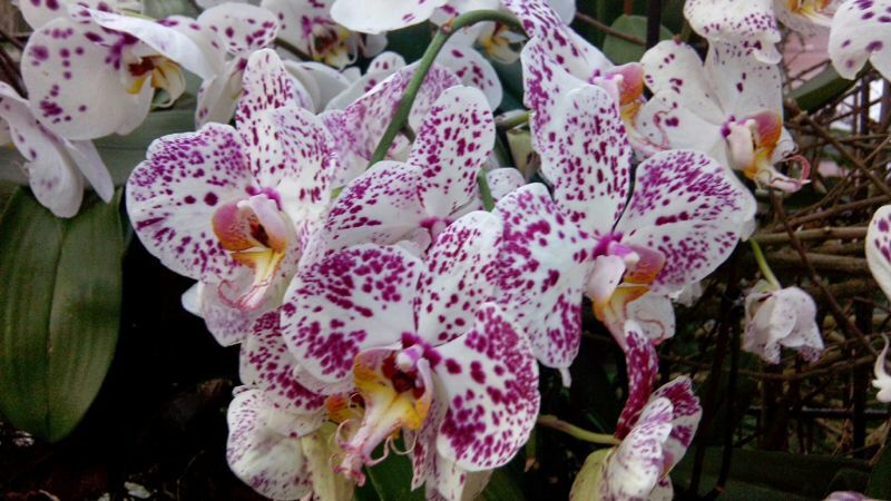 IMG-20140425-WA0030.jpg Hosting at Sudaneseonline.com