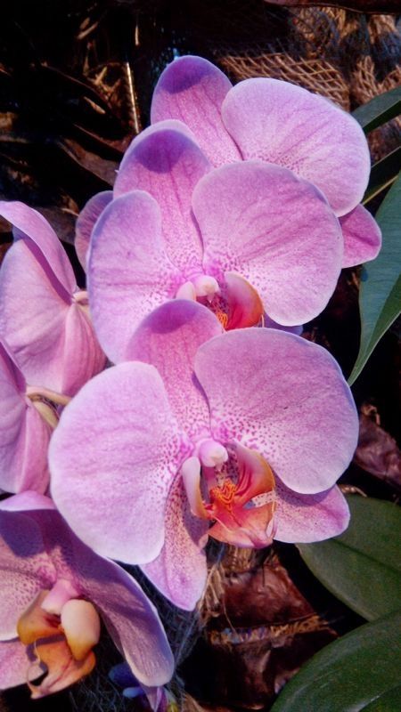 IMG-20140425-WA0059.jpg Hosting at Sudaneseonline.com