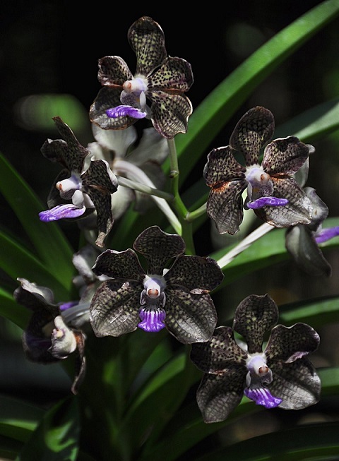 Purple-Black-Orchid-Flower.jpg Hosting at Sudaneseonline.com