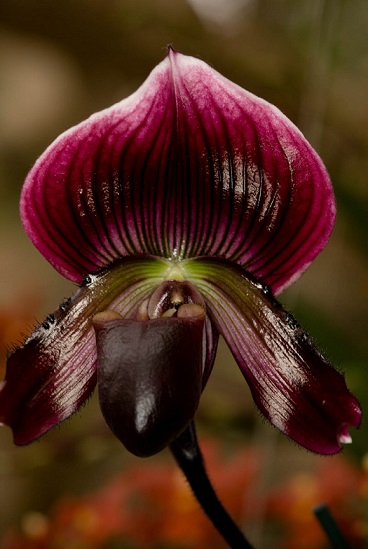 Purple.jpg Hosting at Sudaneseonline.com