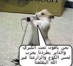 Rat.jpg Hosting at Sudaneseonline.com