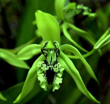 anggrek17.jpg Hosting at Sudaneseonline.com