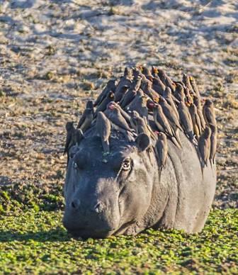 bAKRI1.jpg Hosting at Sudaneseonline.com