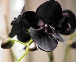blackorchid1.jpg Hosting at Sudaneseonline.com