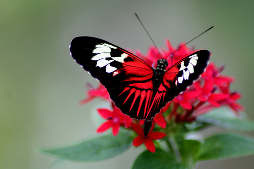 butterfly21.jpg Hosting at Sudaneseonline.com