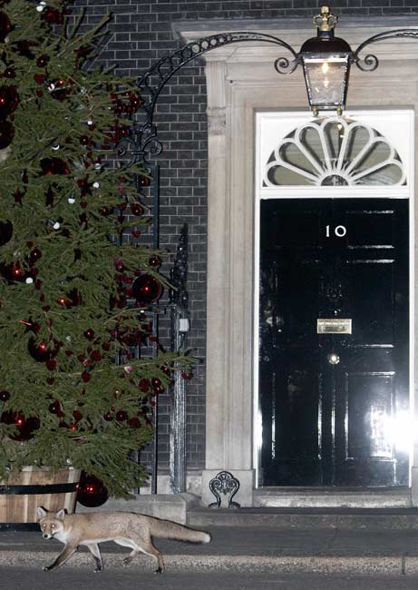 foxes-london_big.jpg Hosting at Sudaneseonline.com