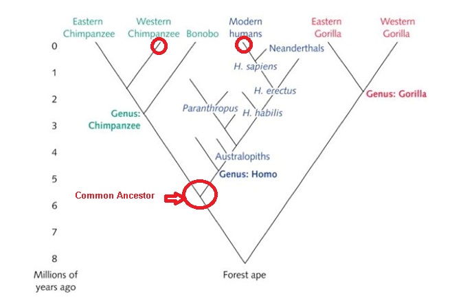 human.jpg Hosting at Sudaneseonline.com