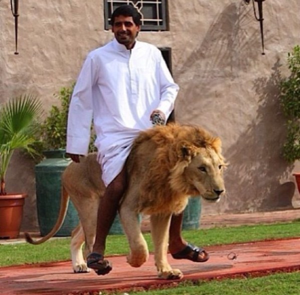 lion.jpg Hosting at Sudaneseonline.com