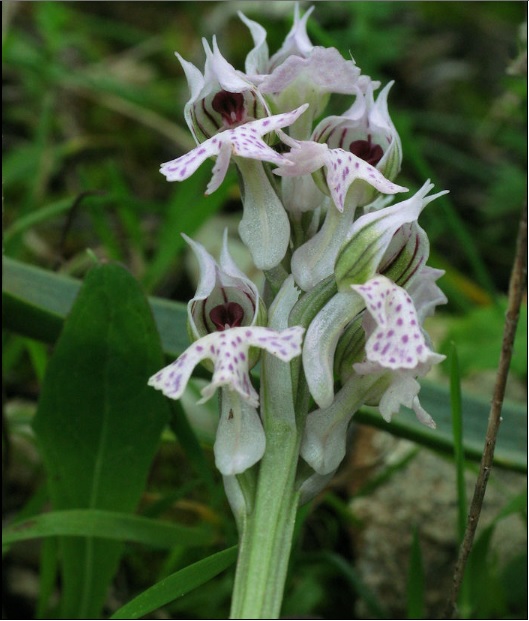 orched.jpg Hosting at Sudaneseonline.com