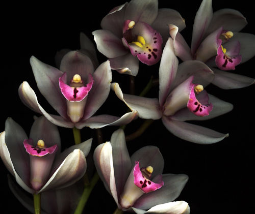 orchid-flowers-pink-black-nice-plant.jpg Hosting at Sudaneseonline.com