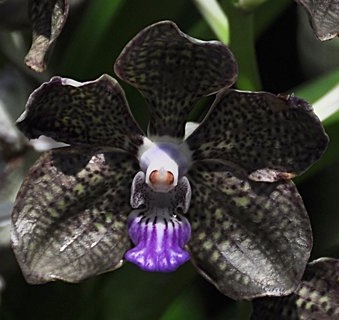 orchid-flowers.jpg Hosting at Sudaneseonline.com