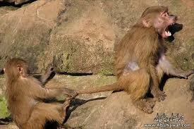 sudansudansudan56.jpg Hosting at Sudaneseonline.com