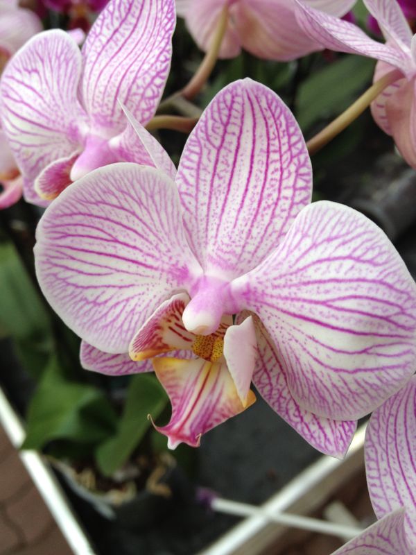 IMG-20130701-WA1.jpg Hosting at Sudaneseonline.com