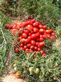 sudansudansudansudan91.jpg Hosting at Sudaneseonline.com