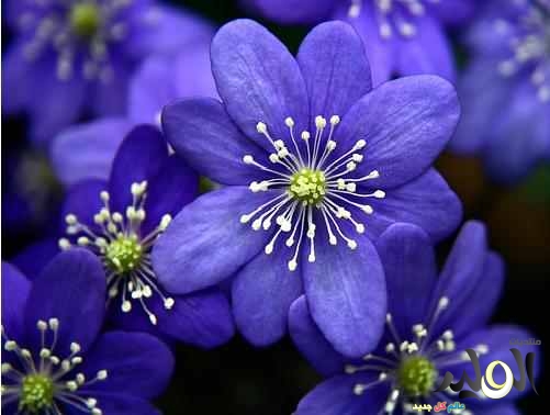 sudansudansudansudansudansudansudansudansudan2.jpg Hosting at Sudaneseonline.com