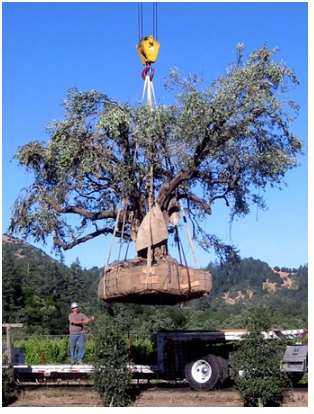 treeLift.jpg Hosting at Sudaneseonline.com