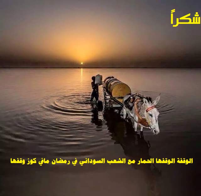 water-donkey-sudan.jpg Hosting at Sudaneseonline.com