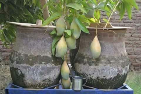 12342847_1689730967977935_4657328376085665459_n.jpg Hosting at Sudaneseonline.com