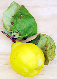 200px-Quince.jpg Hosting at Sudaneseonline.com