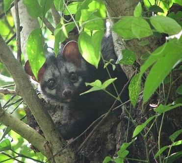 Asian_Palm_Civet.jpg Hosting at Sudaneseonline.com