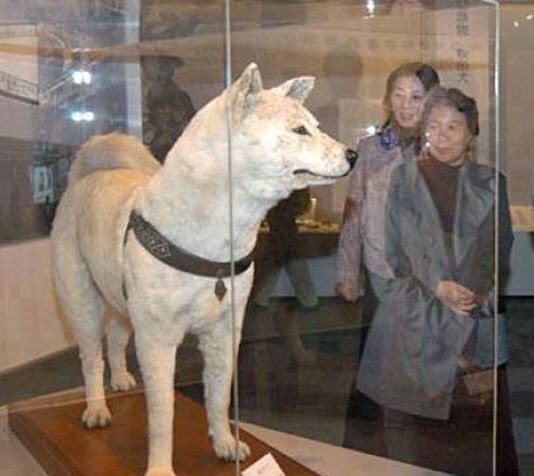 Dog2.jpg Hosting at Sudaneseonline.com