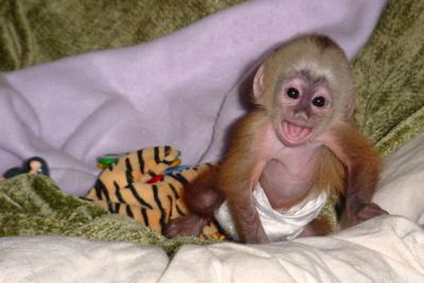 baby-capuchin-monkey-pictures-5.jpg Hosting at Sudaneseonline.com