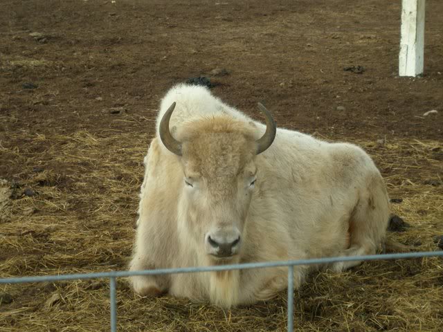 bialyzubr.jpg Hosting at Sudaneseonline.com