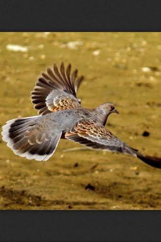 dc6a5731-528e-4002-b819-c465c5253e5a.jpg Hosting at Sudaneseonline.com