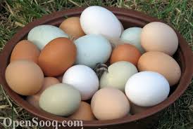 download14.jpg Hosting at Sudaneseonline.com