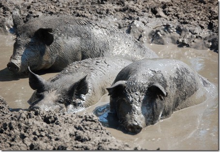 muddy-pigs1.jpg Hosting at Sudaneseonline.com