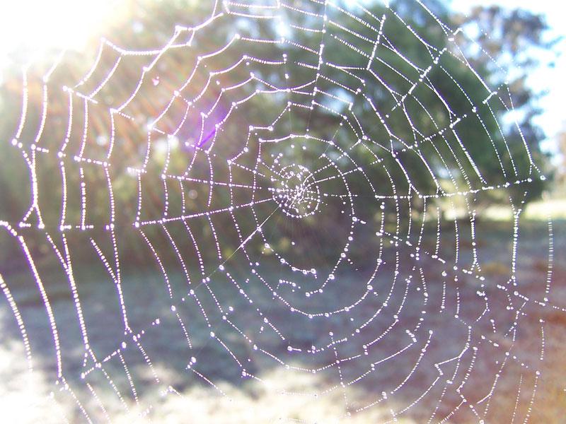 orb-spider-web.jpg Hosting at Sudaneseonline.com